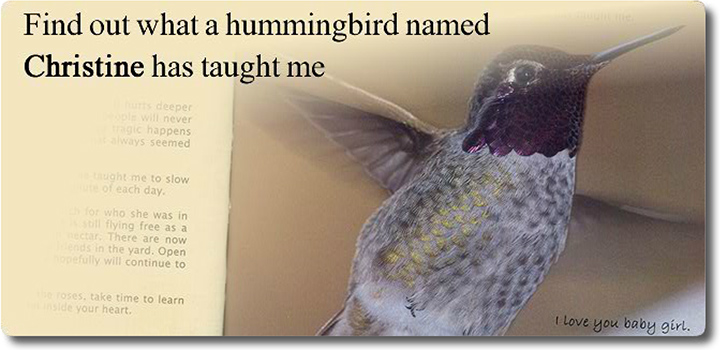 Find out what a hummingbird named Christine has taught me... I love you baby girl.